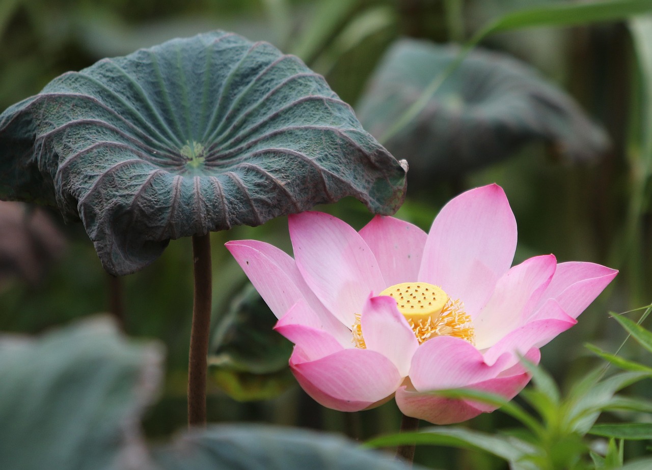 Mobile Lotus365 Login: Step-by-Step Guide for India (2027)